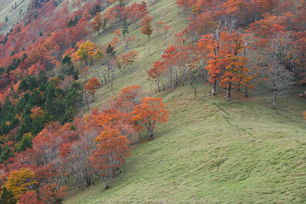 川上村,紅葉(PK1_2393,108 mm,F5.6)2016yaotomi.jpg