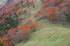 川上村,紅葉(PK1_2393_F,108 mm,F5.6)2016yaotomi.jpg