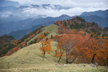 川上村,紅葉(PK1_2449,55 mm,F3.2)2016yaotomi.jpg