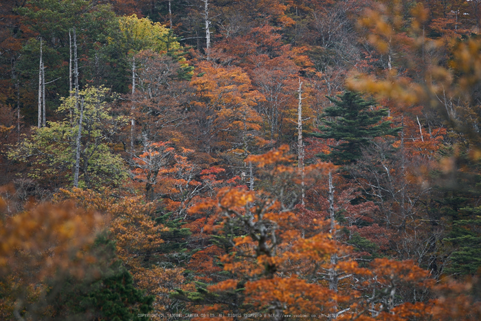 川上村,紅葉(PK1_2474,200 mm,F3.2)2016yaotomi.jpg