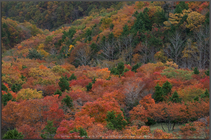 川上村,紅葉(PK1_2483,115-mm,F5)2016yaotomi_T.jpg