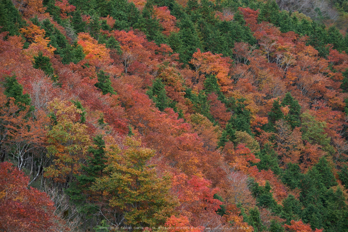 川上村,紅葉(PK1_2484,200 mm,F5)2016yaotomi.jpg