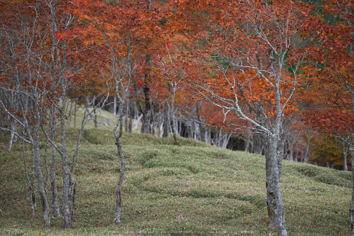 川上村,紅葉(PK1_2515,200 mm,F3.5)2016yaotomi.jpg