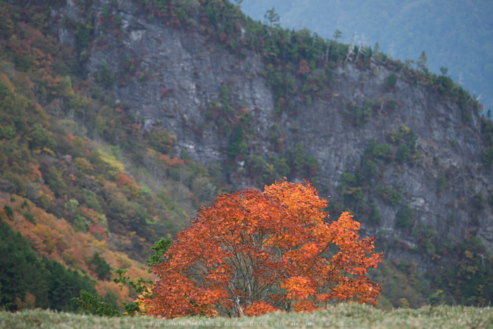 川上村,紅葉(PK1_2521,170 mm,F3.5)2016yaotomi.jpg