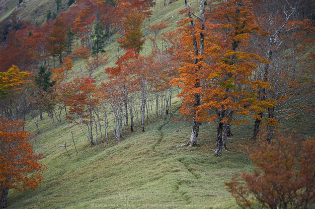 川上村,紅葉(PK1_2550,200 mm,F2.8)2016yaotomi.jpg