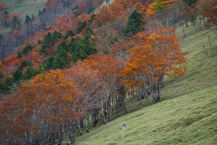 川上村,紅葉(PK1_2552,200 mm,F4)2016yaotomi.jpg