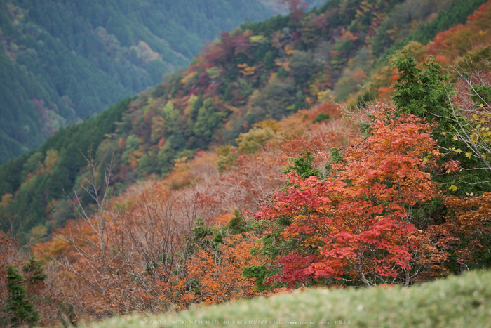 川上村,紅葉(PK1_2583,200 mm,F3.5)2016yaotomi.jpg