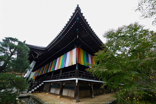 粟生光明寺,紅葉前(2K0A5012,12 mm,F8,iso160)2016yaotomi.jpg