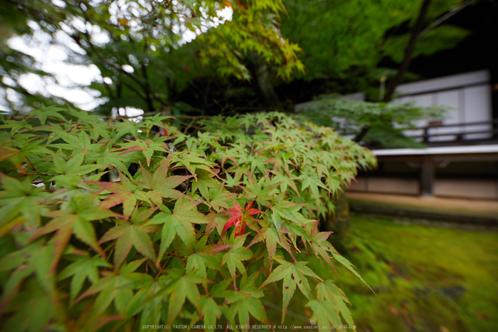 粟生光明寺,紅葉前(2K0A5022,12 mm,F4,iso100)2016yaotomi.jpg