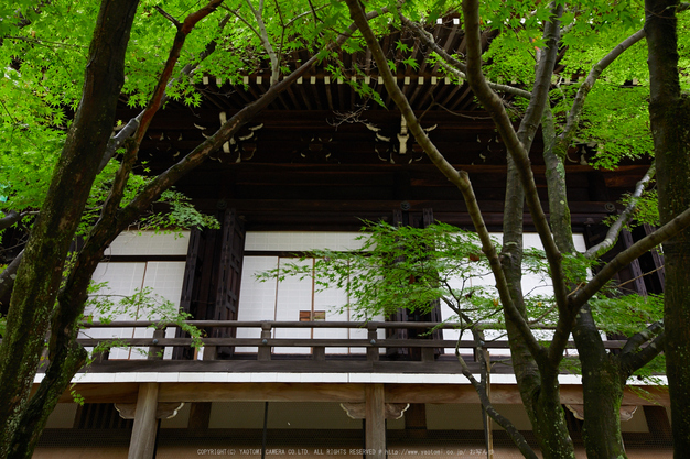 粟生光明寺,紅葉前(2K0A5032,24 mm,F7.1,iso640)2016yaotomi.jpg