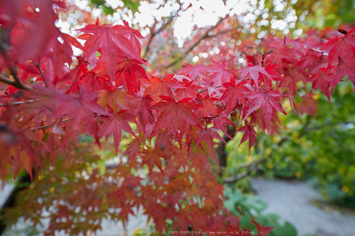 粟生光明寺,紅葉前(2K0A5090,19 mm,F4,iso100)2016yaotomi.jpg