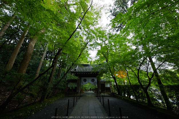 粟生光明寺,紅葉前(2K0A5139,12 mm,F9,iso250)2016yaotomi.jpg