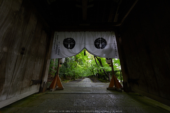 粟生光明寺,紅葉前(2K0A5146,12 mm,F9,iso800)2016yaotomi.jpg