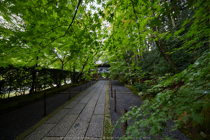 粟生光明寺,紅葉前(2K0A5152,12 mm,F4.5,iso160)2016yaotomi.jpg