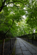 粟生光明寺,紅葉前(2K0A5160FL,24 mm,F8,iso500)2016yaotomi.jpg