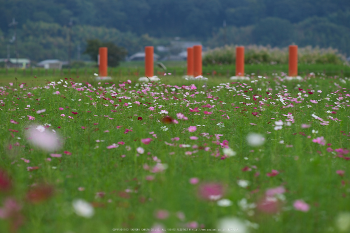 藤原宮跡,コスモス(PK1_0796,200 mm,F4)2016yaotomi.jpg