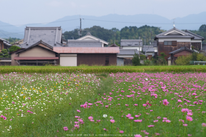 藤原宮跡,コスモス(PK1_0839,200 mm,F7.1)2016yaotomi.jpg