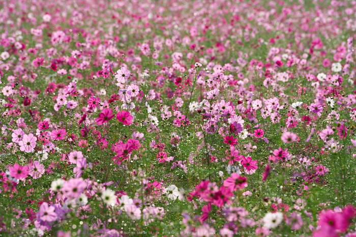 藤原宮跡,コスモス(PK1_1268,200 mm,F8,iso100)2016yaotomi.jpg