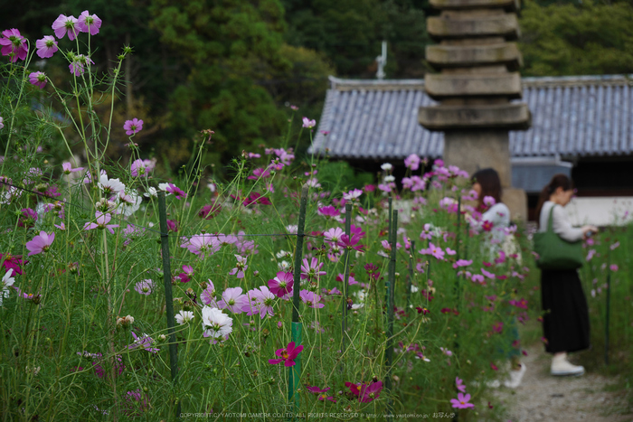 Panasonic,Lumix,G8_P1010083(RAW),F5.6,60 mm,2016yaotomi.jpg