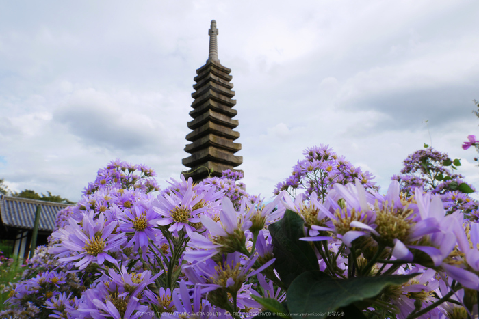 Panasonic,Lumix,G8_P1010143(RAW),F14,12 mm,2016yaotomi.jpg