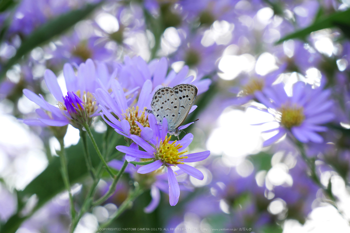 Panasonic,Lumix,G8_P1010155(RAW),F7.1,60 mm,2016yaotomi.jpg