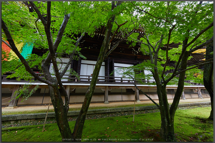 シグマ SIGMA 12-24mm F4 DG HSM Art ／ 京都 粟生光明寺 秋の