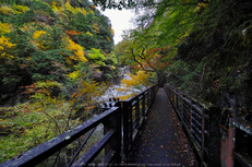 奈良天川,みたらい紅葉(SDQ_3167b,8 mm,F9)2016yaotomi.jpg