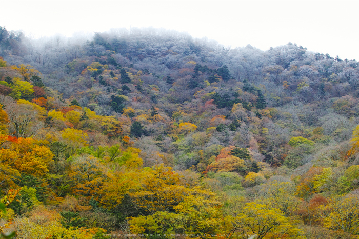 奈良天川,みたらい紅葉(SDQ_3262b,69 mm,F8)2016yaotomi.jpg