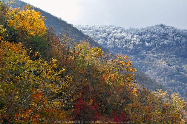 奈良天川,みたらい紅葉(SDQ_3314b,87 mm,F8)2016yaotomi.jpg