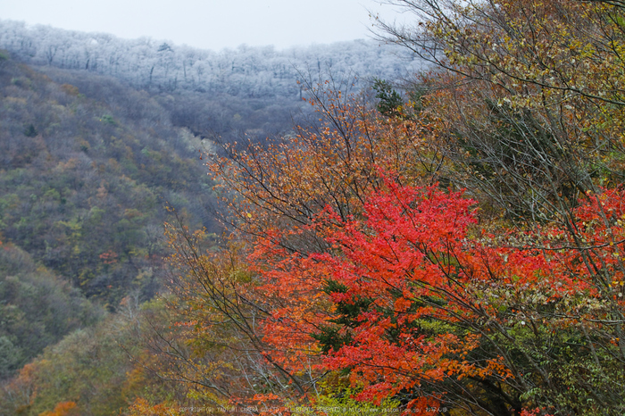 奈良天川,みたらい紅葉(SDQ_3335,100 mm,F3.2)2016yaotomi.jpg