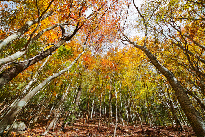 奈良天川,みたらい紅葉(SDQ_3350b,8 mm,F8)2016yaotomi.jpg