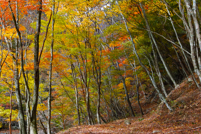 奈良天川,みたらい紅葉(SDQ_3370b,29 mm,F8)2016yaotomi.jpg