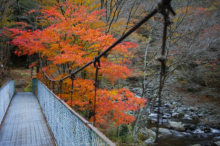 奈良天川,みたらい紅葉(SDQ_3402b,29 mm,F2)2016yaotomi.jpg