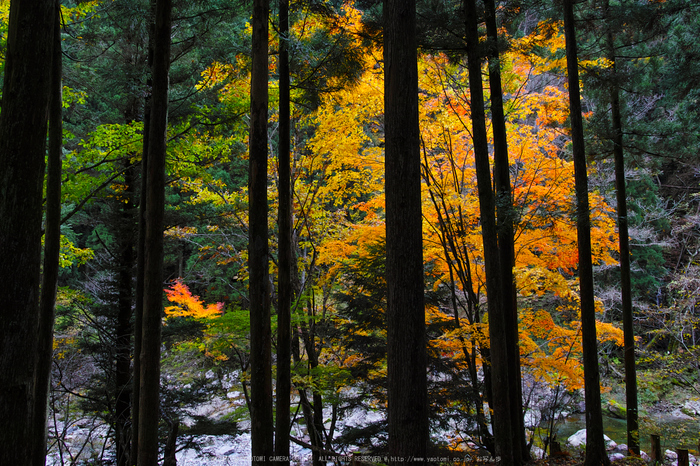 奈良天川,みたらい紅葉(SDQ_3423b,18 mm,F4.5)2016yaotomi.jpg