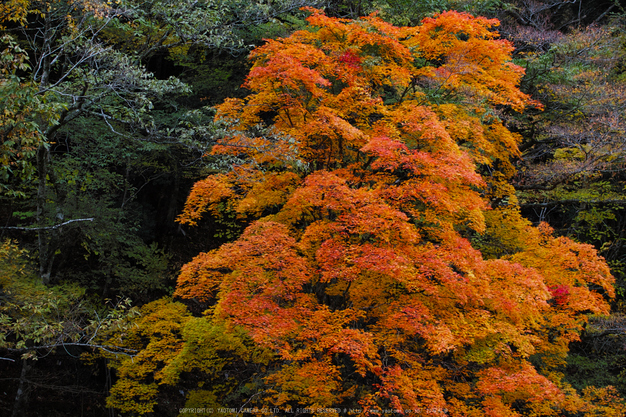 奈良天川,みたらい紅葉(SDQ_3440b,72 mm,F2.2)2016yaotomi.jpg