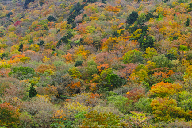 奈良天川,みたらい紅葉(SDQ_3445c,50 mm,F5)2016yaotomi.jpg