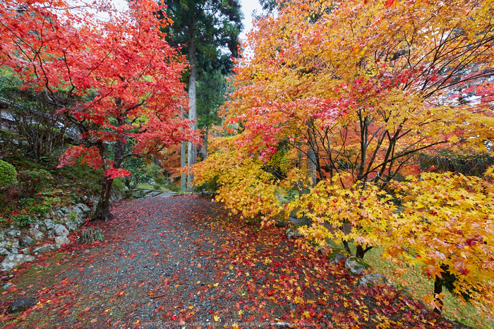 龍穏寺,紅葉(IMG_8429),2016yaotomi.jpg