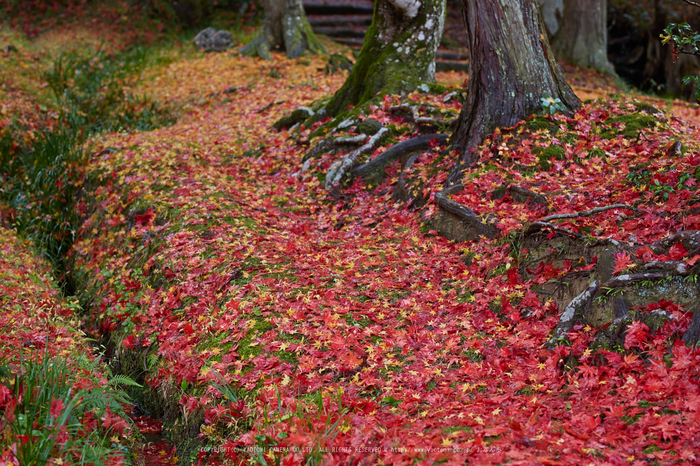 龍穏寺,紅葉_IMG_8403,2016yaotomi.jpg