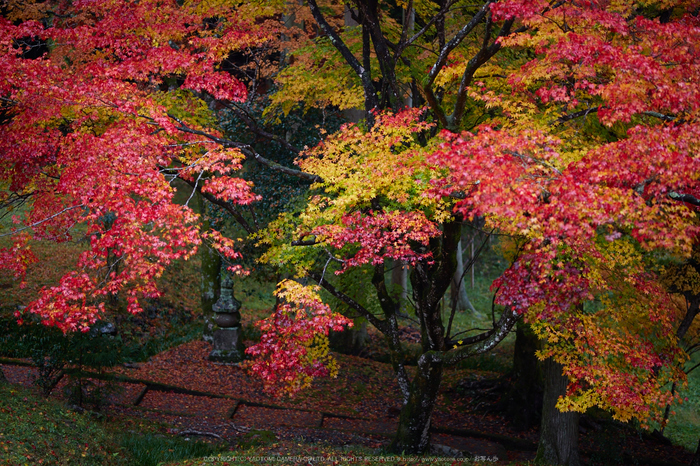 龍穏寺,紅葉_IMG_8449,2016yaotomi.jpg