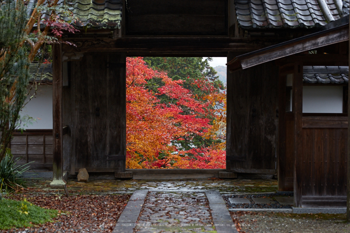 龍穏寺,紅葉_IMG_8462,2016yaotomi.jpg