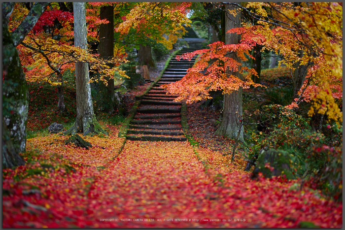 龍穏寺,紅葉_IMG_8481,2016yaotomi_T.jpg