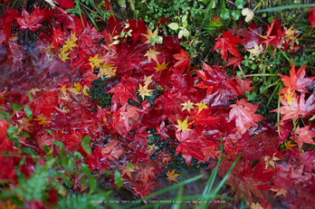 龍穏寺,紅葉_IMG_8555,2016yaotomi.jpg