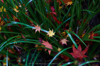 龍穏寺,紅葉_IMG_8559,2016yaotomi.jpg