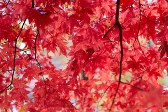 龍穏寺,紅葉_IMG_8569,2016yaotomi.jpg