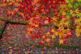 龍穏寺,紅葉_IMG_8574,2016yaotomi.jpg