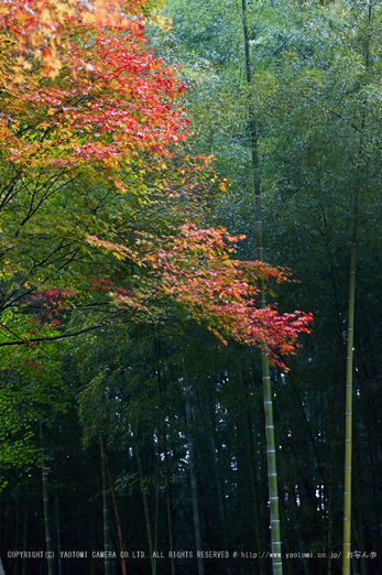 龍穏寺,紅葉_IMG_8585,2016yaotomi.jpg