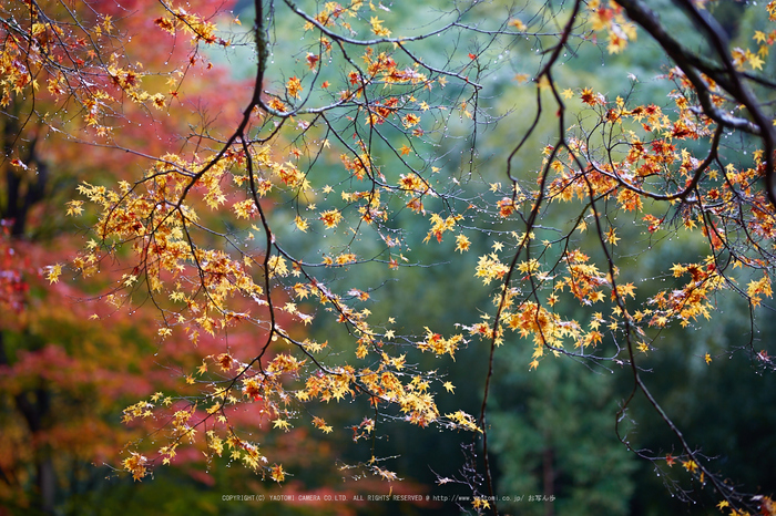 龍穏寺,紅葉_IMG_8592,2016yaotomi.jpg