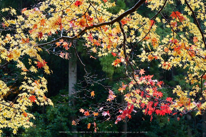 龍穏寺,紅葉_IMG_8597,2016yaotomi.jpg