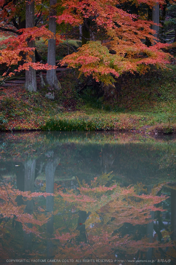 龍穏寺,紅葉_IMG_8630,2016yaotomi.jpg