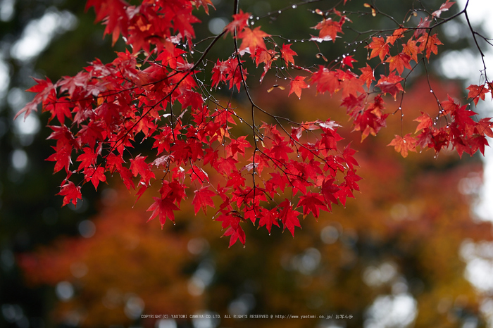 龍穏寺,紅葉_IMG_8633,2016yaotomi.jpg